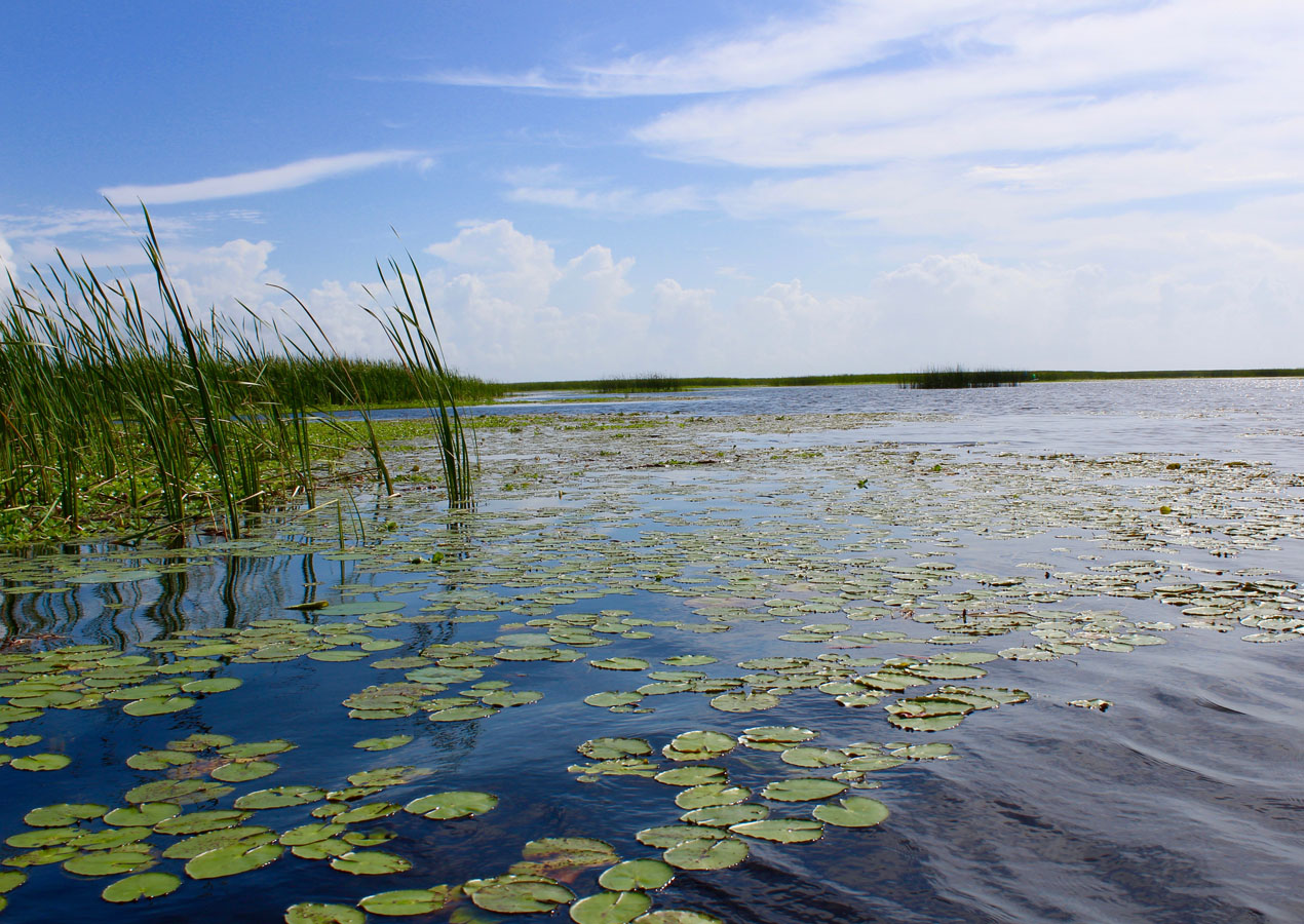 16+ Monkey Box Lake Okeechobee