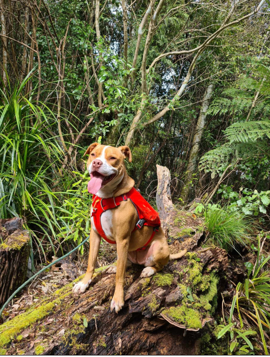 Hiker and Pet Saved at the Pureora Forest Thanks to her ResQLink 400 PLB